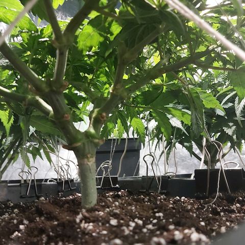 Skunk #1 1 growlog timeline photo