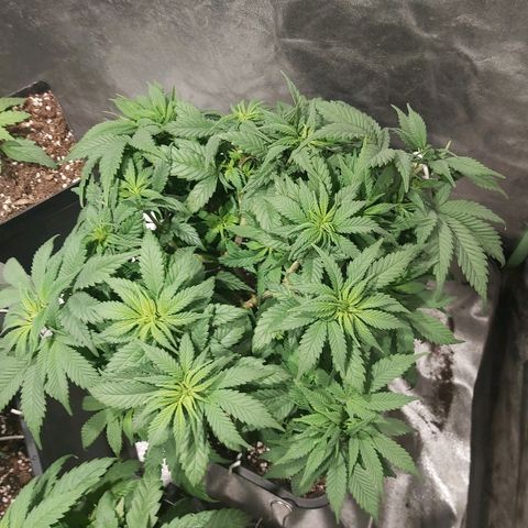 Skunk #1 2 growlog timeline photo
