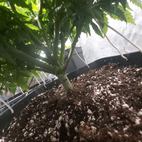 Skunk #1 2 growlog timeline photo