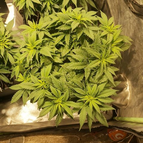 Skunk #1 1 growlog timeline photo