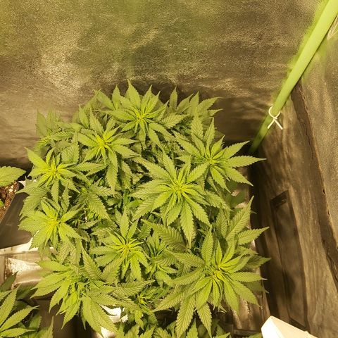 Skunk #1 2 growlog timeline photo
