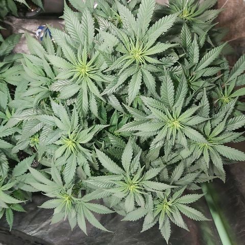 Skunk #1 1 growlog timeline photo