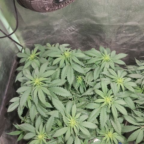 Skunk #1 2 growlog timeline photo