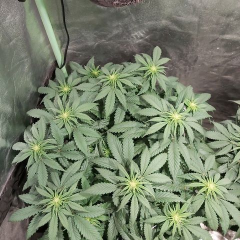 Skunk #1 1 growlog timeline photo