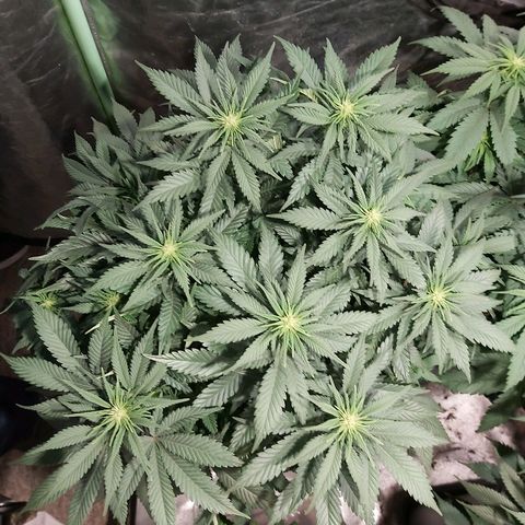 Skunk #1 2 growlog timeline photo