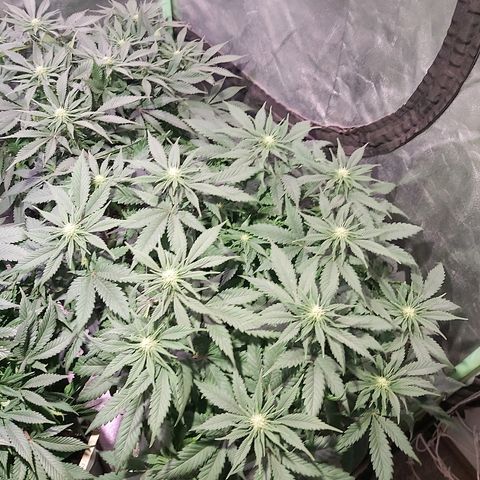 Skunk #1 1 growlog timeline photo