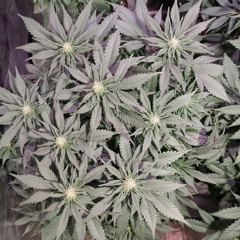 Skunk #1 2 growlog timeline photo