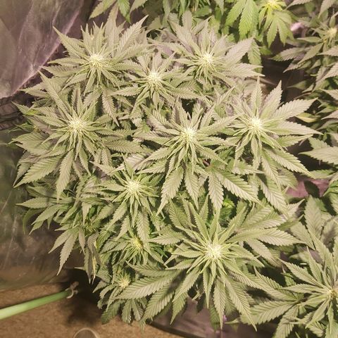 Skunk #1 2 growlog timeline photo