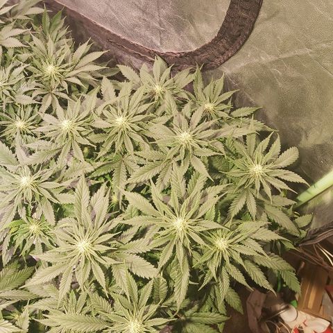 Skunk #1 1 growlog timeline photo