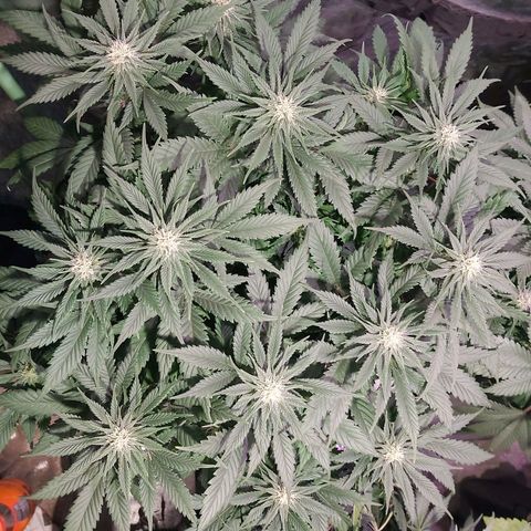 Skunk #1 1 growlog timeline photo