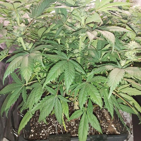 Skunk #1 1 growlog timeline photo