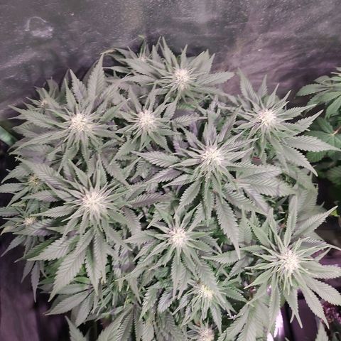Skunk #1 2 growlog timeline photo