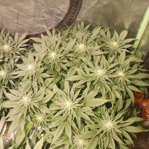 Skunk #1 1 growlog timeline photo
