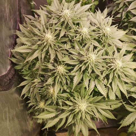 Skunk #1 2 growlog timeline photo