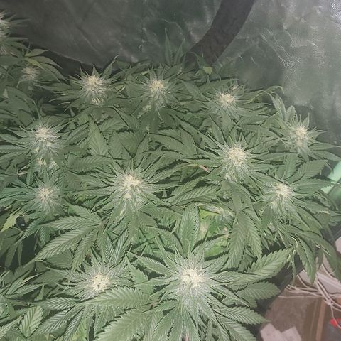 Skunk #1 1 growlog timeline photo