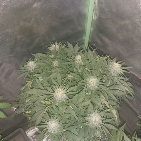 Skunk #1 2 growlog timeline photo