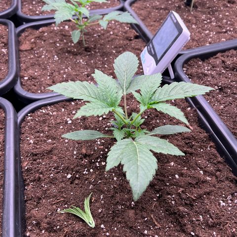 Tropical Mirage Limited Edition #1 growlog photo: Topping