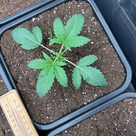 Tropical Mirage Limited Edition #2 growlog photo: Topping