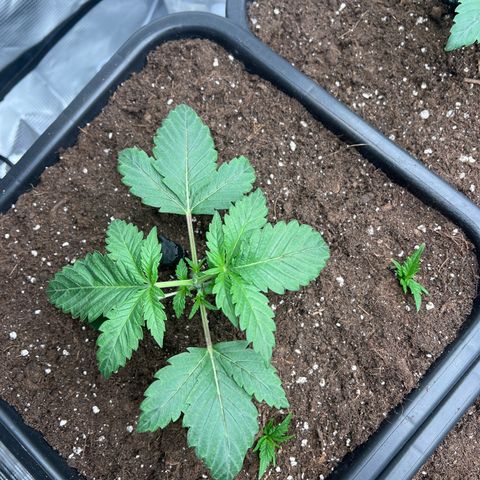 Cookies Gelato #3 growlog photo: Topping