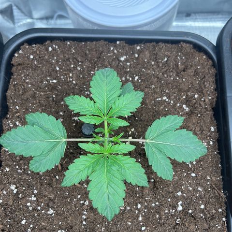 Cookies Gelato #5 growlog photo: Topping