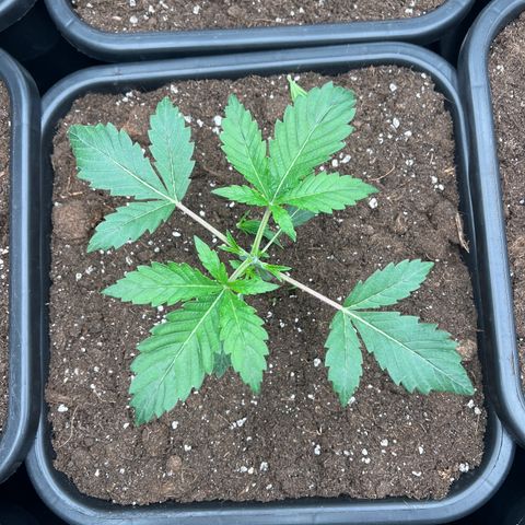 Tropical Mirage Limited Edition #3 growlog photo: Topping