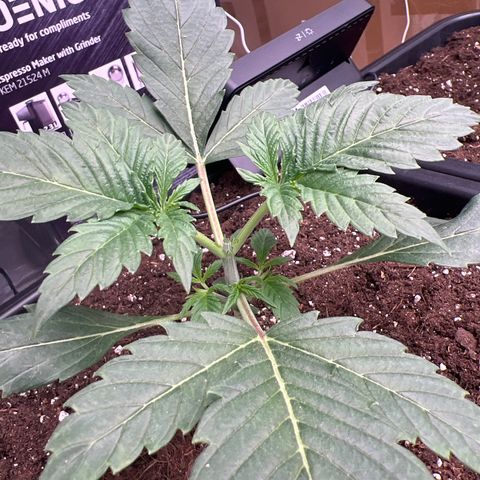 Tropical Mirage Limited Edition #5 growlog photo: Topping