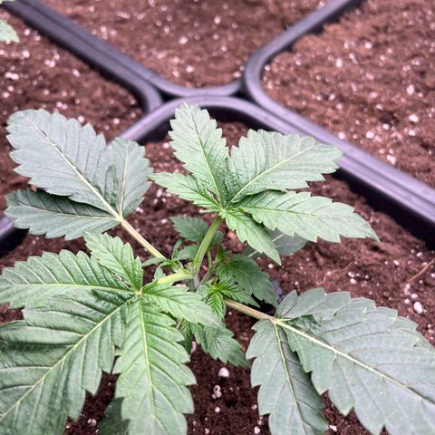 Cookies Gelato #1 growlog photo: Topping