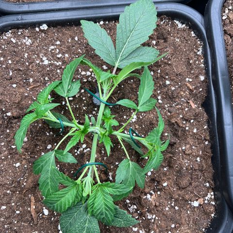 Tropical Mirage Limited Edition #1 growlog photo: LST