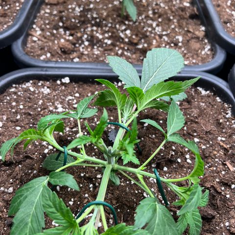 Tropical Mirage Limited Edition #1 growlog photo: LST