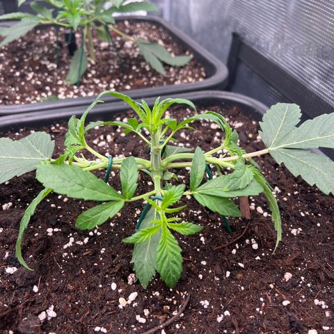 Tropical Mirage Limited Edition #2 growlog photo: LST