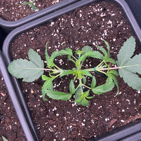 Tropical Mirage Limited Edition #2 growlog photo: LST