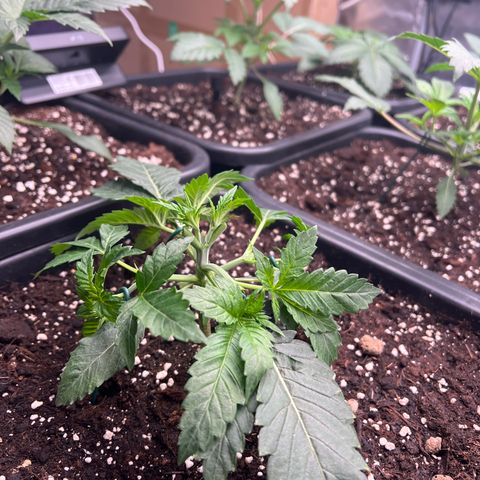 Cookies Gelato #1 growlog photo: LST
