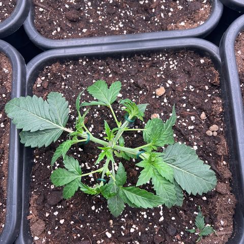 Cookies Gelato #1 growlog photo: LST