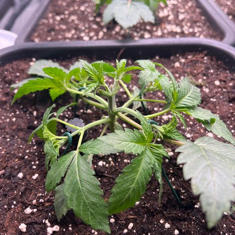 Cookies Gelato #3 growlog photo: LST