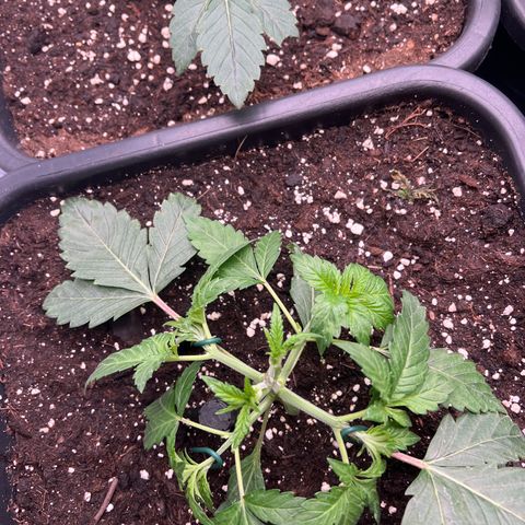 Cookies Gelato #3 growlog photo: LST