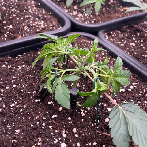 Cookies Gelato #5 growlog photo: LST