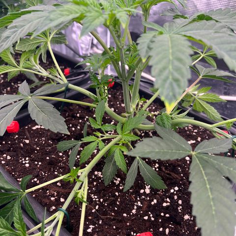 Tropical Mirage Limited Edition #3 growlog photo: LST