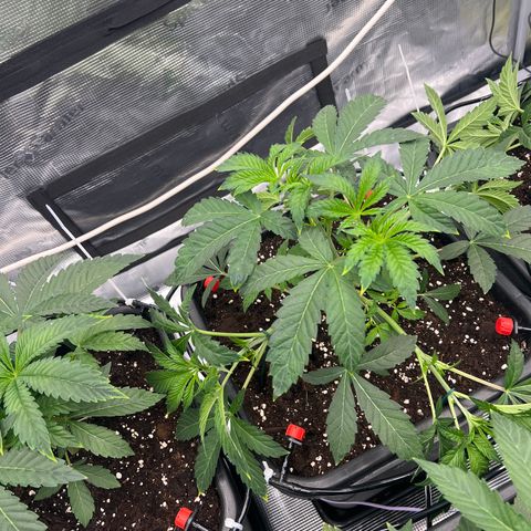 Tropical Mirage Limited Edition #3 growlog photo: LST