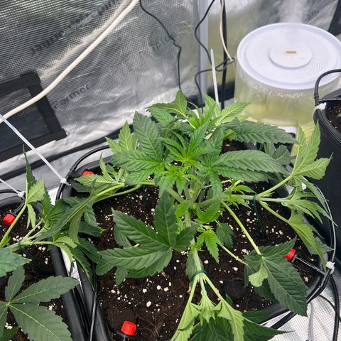 Tropical Mirage Limited Edition #5 growlog photo: LST