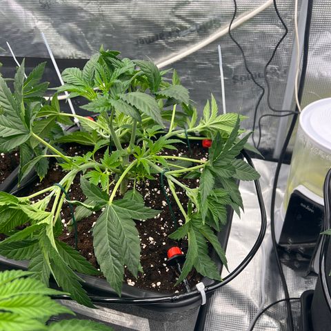 Tropical Mirage Limited Edition #5 growlog photo: LST