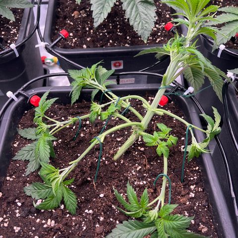 Cookies Gelato #2 growlog photo: LST