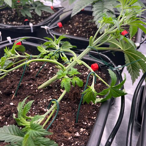 Cookies Gelato #2 growlog photo: LST