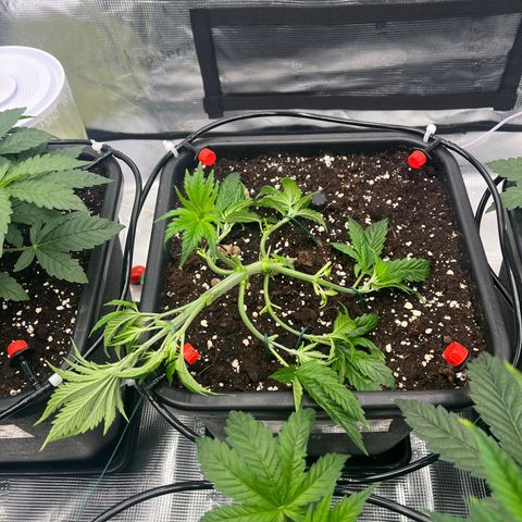 Cookies Gelato #4 growlog photo: LST