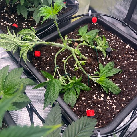 Cookies Gelato #4 growlog photo: LST