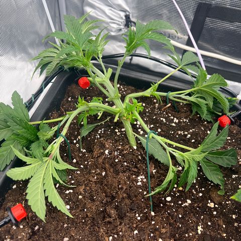 Tropical Mirage Limited Edition #4 growlog photo: LST