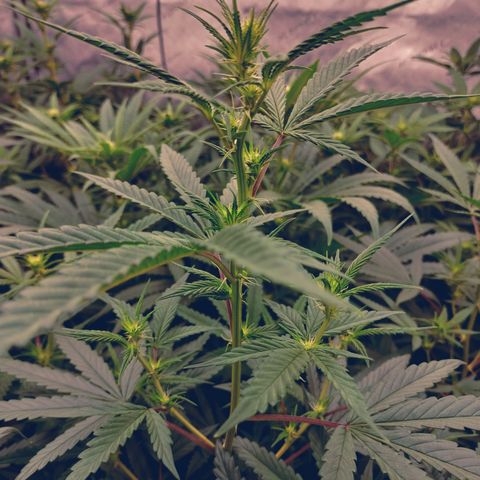 white Domina #1 growlog timeline photo