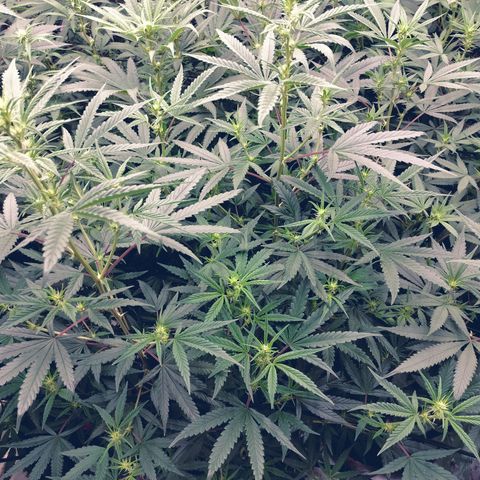 white Domina #1 growlog timeline photo