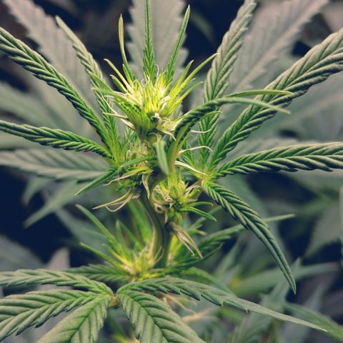 white Domina #1 growlog timeline photo