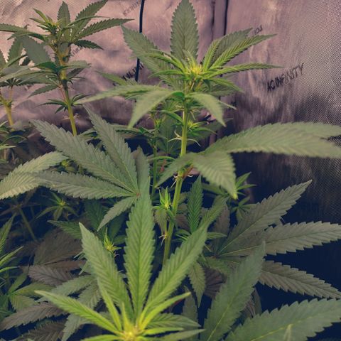 Royal Flush growlog timeline photo