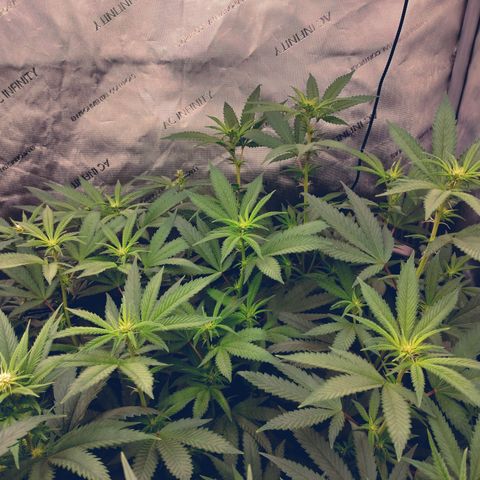 Royal Flush growlog timeline photo